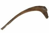 Hadrosaur (Edmontosaurus) Rib Bone (Bite Mark) - South Dakota #192623-3